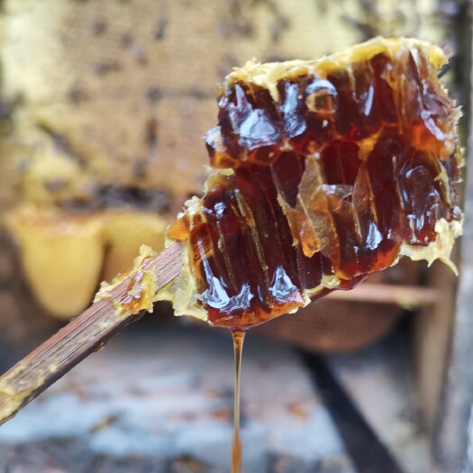 施秉县一年只割一次的深山老林土蜂蜜