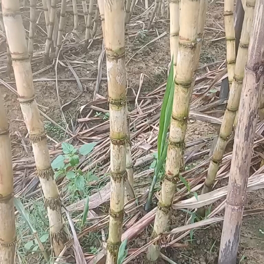博白县黄皮甘蔗