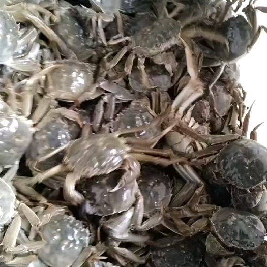 兴化市兴化红膏大闸蟹，各种规格都有，产地直发，大量供应中