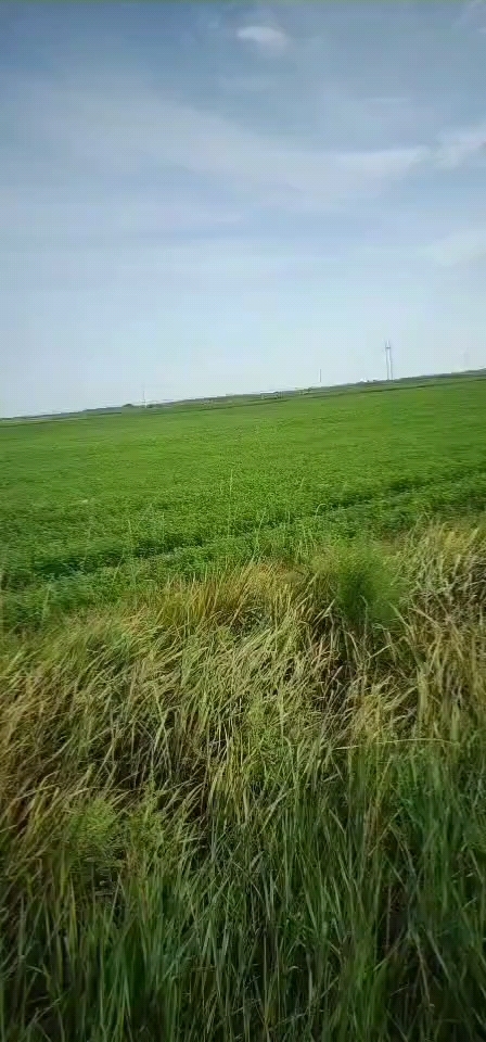 阿旗内蒙古水浇地3年合同