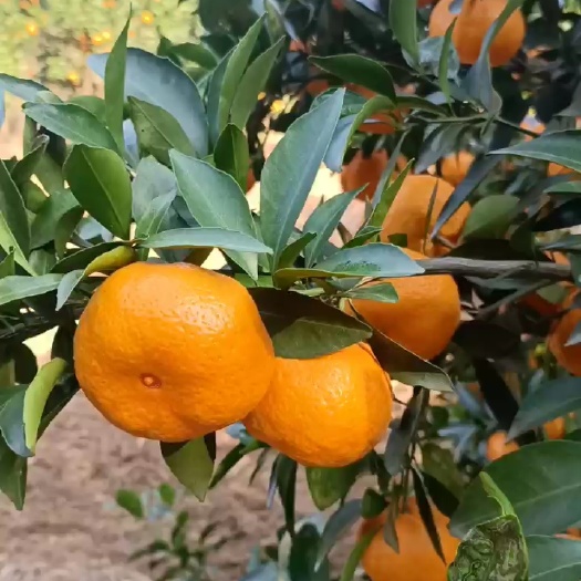 新余蜜桔