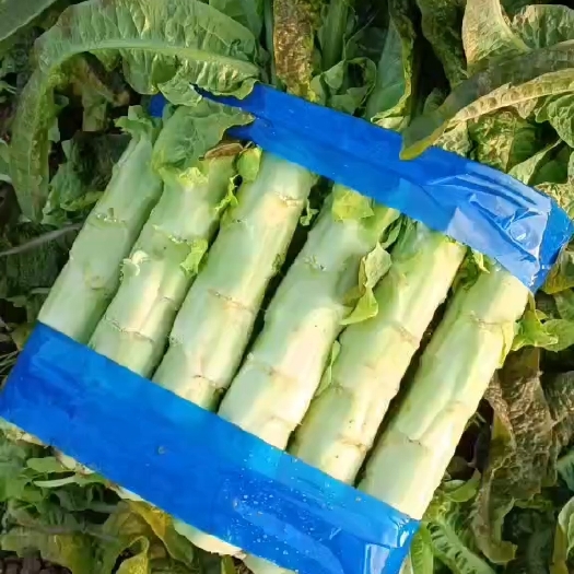 高品质红叶莴笋以来袭。直供：市场，商超，电商！