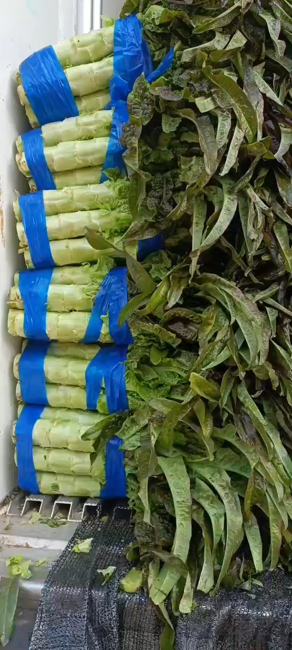 高品质红叶莴笋以来袭。直供：市场，商超，电商！