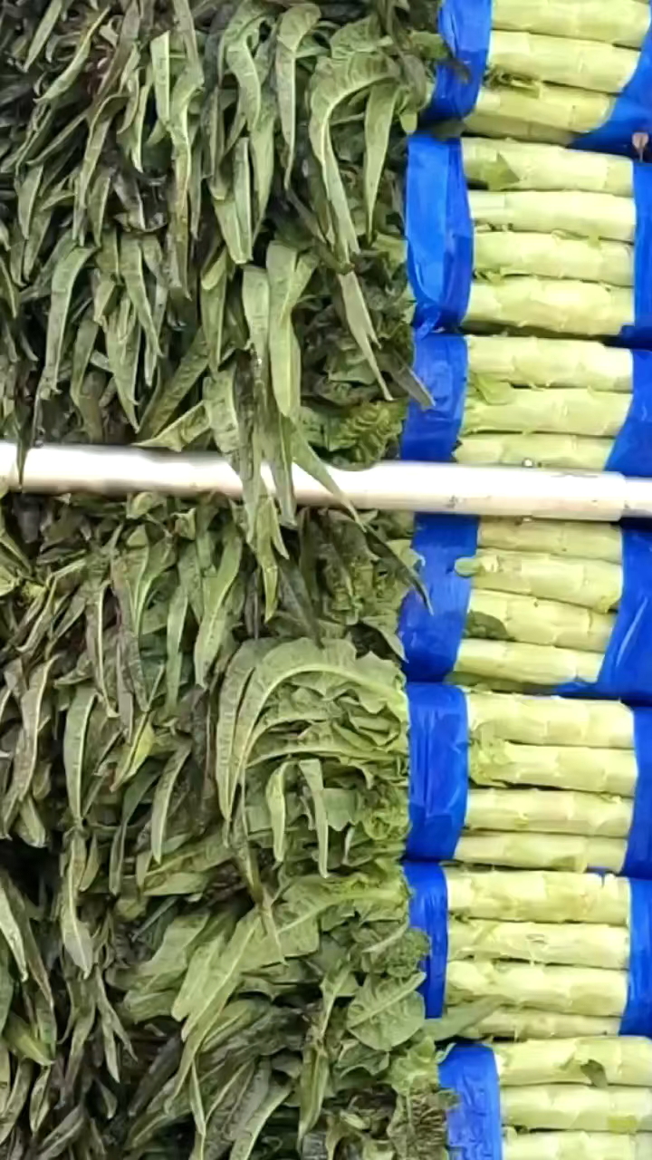 高品质红叶莴笋以来袭。直供：市场，商超，电商！
