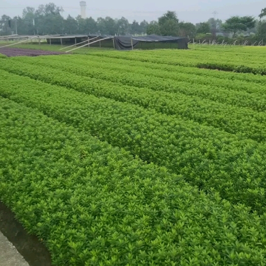 郴州湖南毛杜鹃移栽苗 春鹃苗 工程苗木四季常青耐寒耐旱