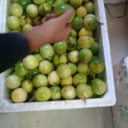 佛山黄金百香果