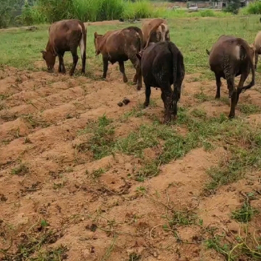 余干县土黄牛