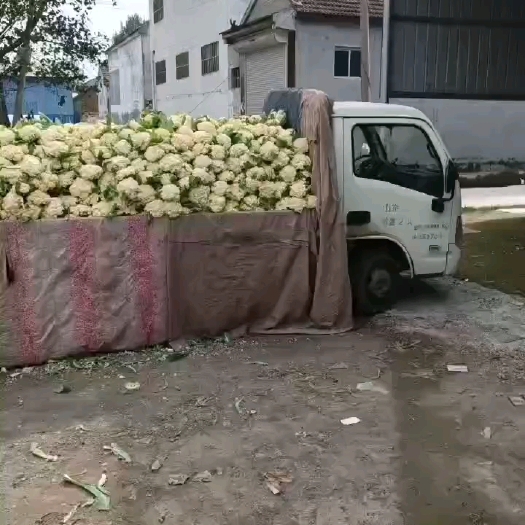 食堂菜花。