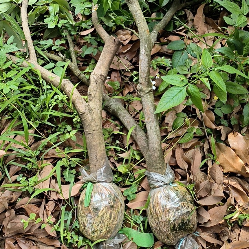 基岗仙进奉高压苗   嫁接苗   带泥发货