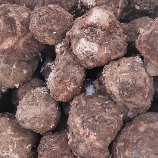 安龙县茯苓出售