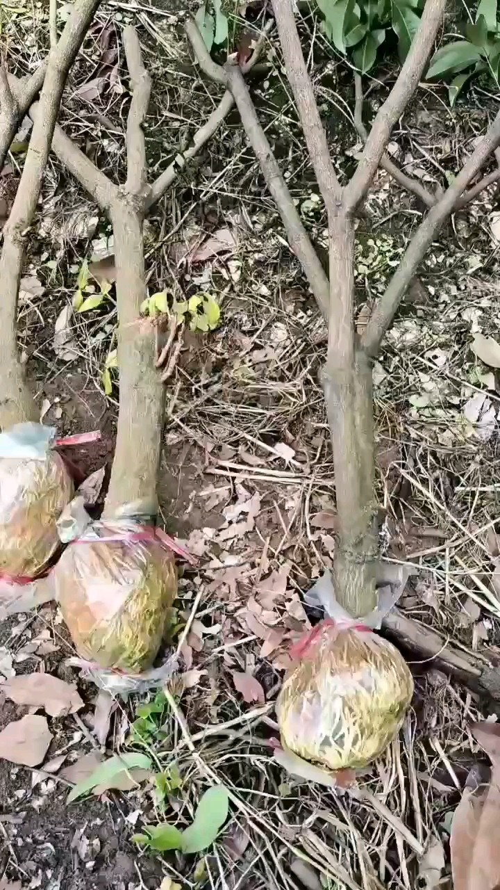 基岗仙进奉高压苗   嫁接苗   带泥发货