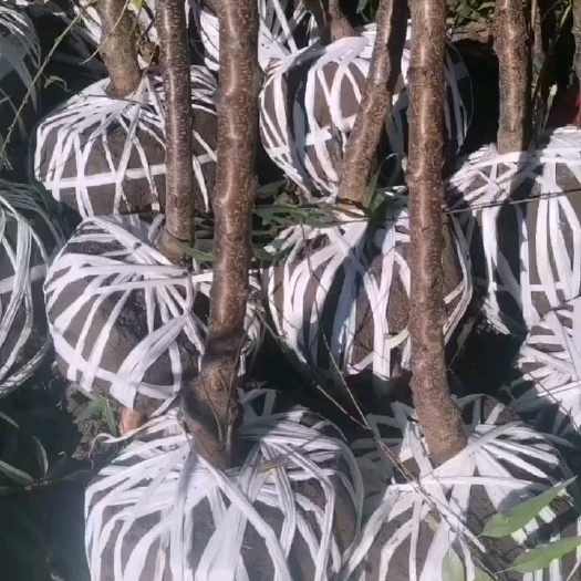 彭阳县精品红皮山桃2/3公分