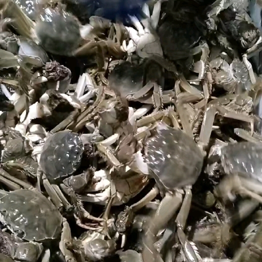 兴化市兴化红膏大闸蟹，产地直发，大量货中