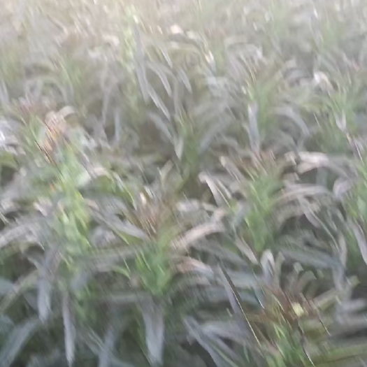 郯城县基地莴笋