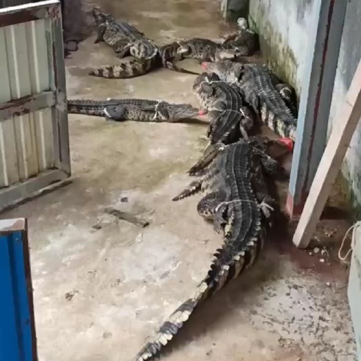 特种养殖鳄鱼肉，鳄鱼苗，鳄鱼腿。鳄鱼尾巴，鳄鱼头，鳄鱼养殖场