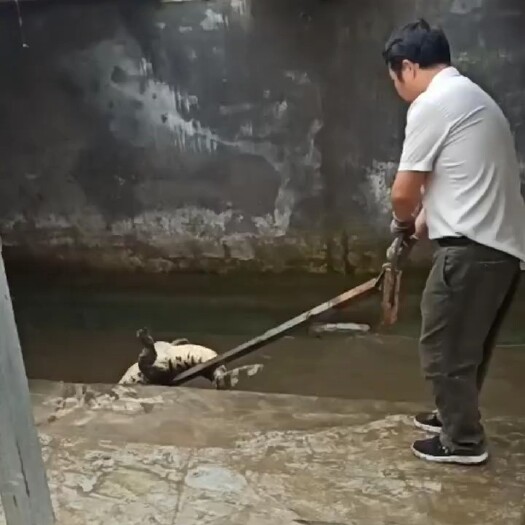 佛山鳄鱼养殖，鳄鱼肉，鳄鱼苗，鳄鱼养殖场鳄鱼腿，鳄鱼尾巴鳄鱼烤串