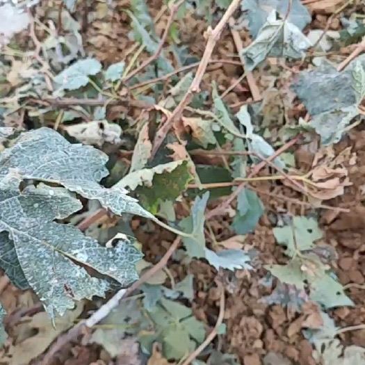 葡萄苗