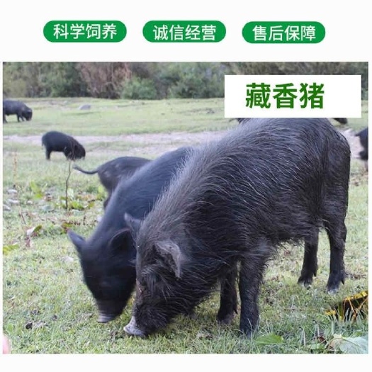 彭泽县纯种藏香猪仔活小猪仔猪苗跑山猪种公猪繁殖猪商品幼崽怀孕母猪