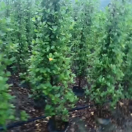 肇庆火山榕
