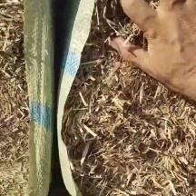 汝南县小麦秸秆