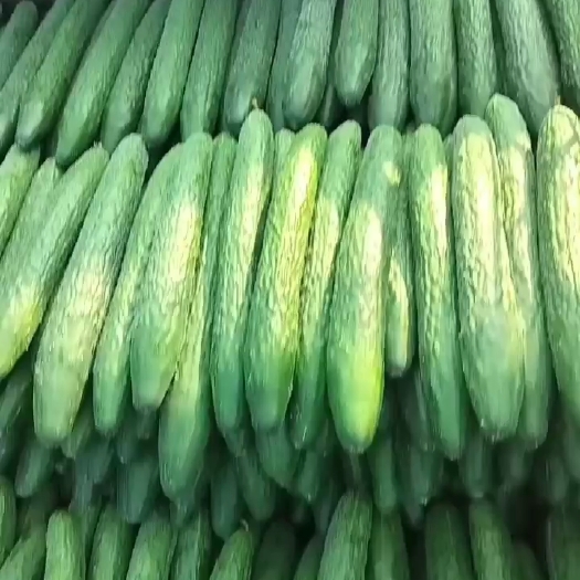 徐闻县大量各类蔬菜产地直发，价格每天随行，需要的老板欢迎联系。