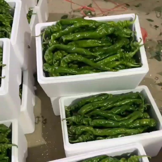 费县螺丝椒 陇椒 皮薄 果型饱满 中辣 耐运输餐桌上的美味