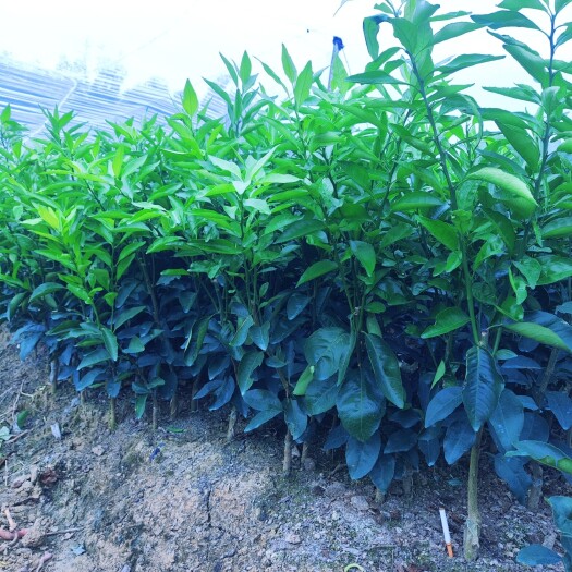 沃柑果苗 香橙沃柑种苗 大棚培育大叶枳壳沃柑树苗