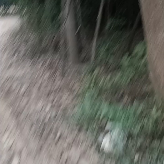 安陆市樟树苗