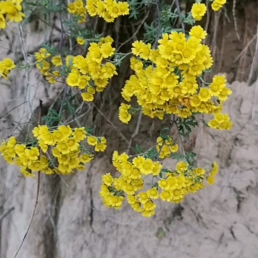 甘肃高山小菊花。颜色艳丽，质量好，价格低