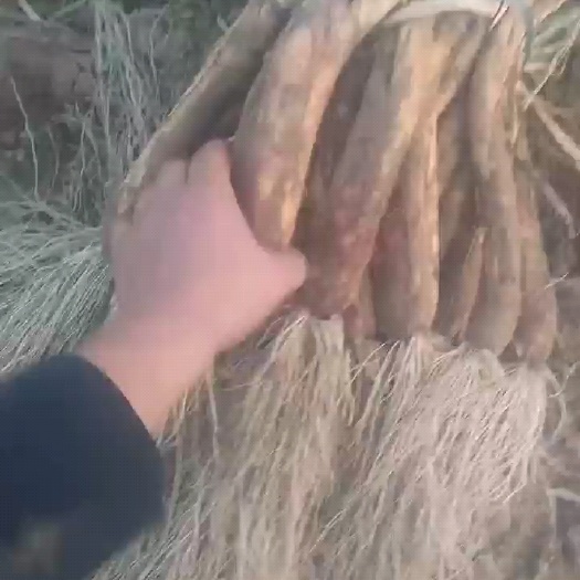 陜北旱地精品紅蔥，純旱地紅蔥