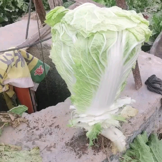 曹县平头白菜