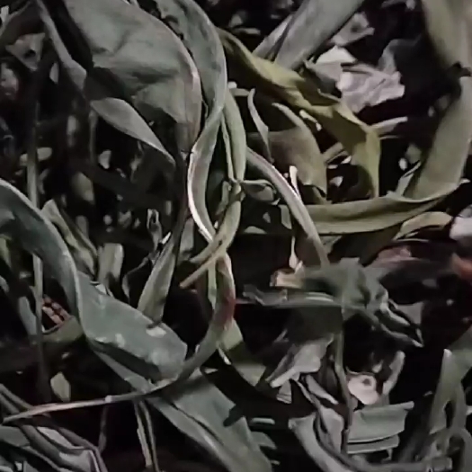 兰坪县化石草