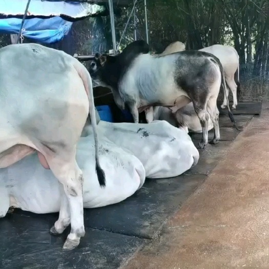 卖牛！价钱合适，就出！