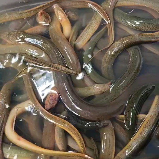 海口土鳝鱼
