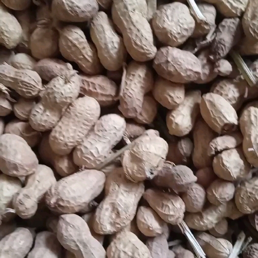 孟州市焦作孟州基地花生果批发零售