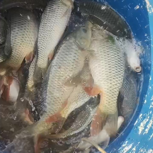 巴中钓塘回锅鲤鱼出售
