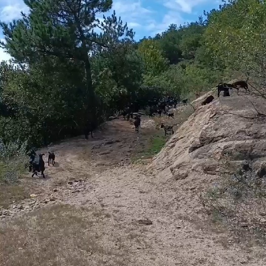 麻城市天然  散养  黑山羊