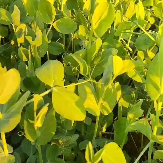 仁怀市豌豆苗