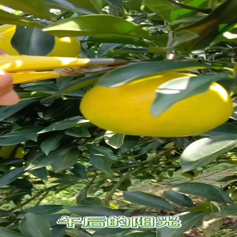 廉江市红江橙，皮薄多汁，化渣，深受广大朋友喜爱