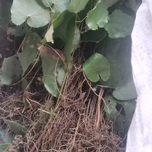 四川产地～高产量绒毛淫羊藿   淫羊藿鲜货，可当种苗
