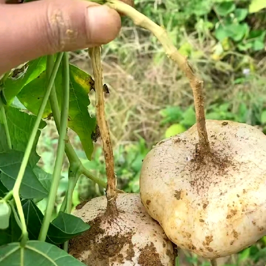 镇宁县新鲜现挖现发 地瓜，凉薯，地萝卜