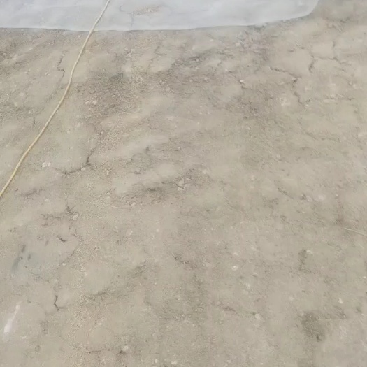 精品水稻50万斤