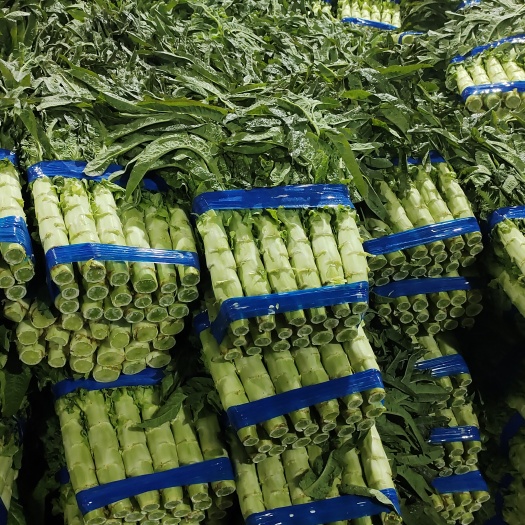 兰陵县大量供应优质红尖叶莴笋