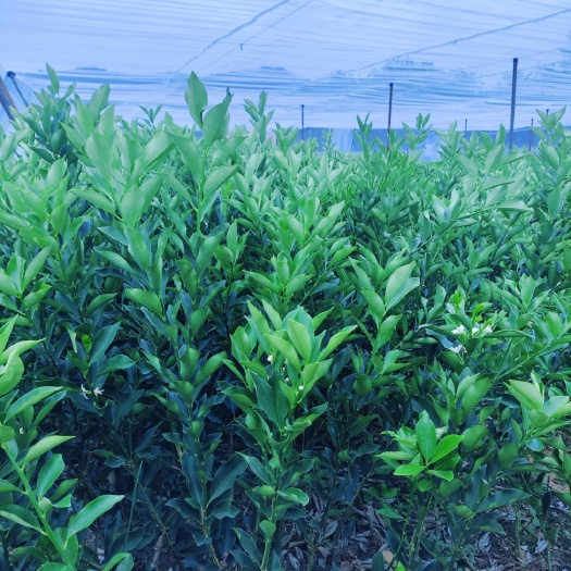 柳州脆蜜金桔苗 大棚培育优质果苗 脆蜜金柑树苗