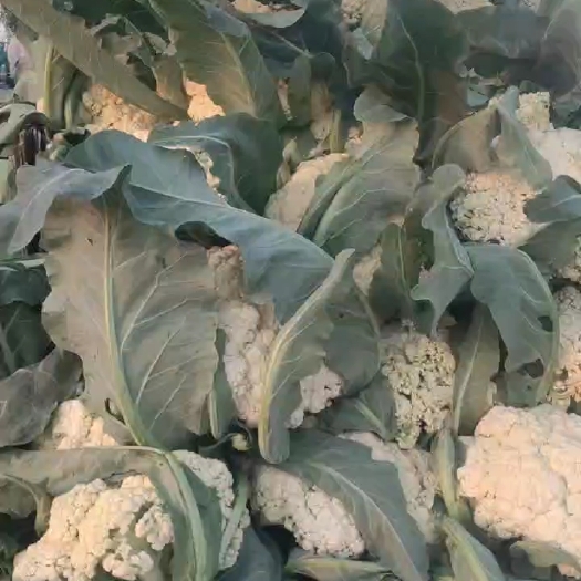 周口有机菜花