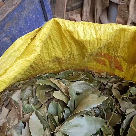 攸县十大功劳，功劳叶