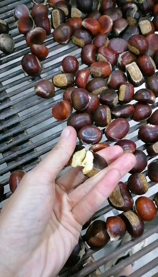 玉林批发板栗鲜板栗新鲜农家现摘生板栗毛栗子油栗非