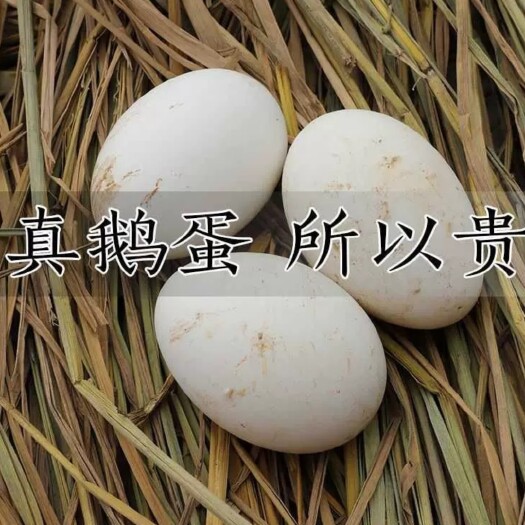 开平市自家养的大鹅蛋土鹅蛋大白鹅下的蛋批发鹅蛋新鲜鹅蛋