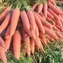 开封开封精品西瓜红大上市 产地直供现挖现发 一手货源对接市场电商