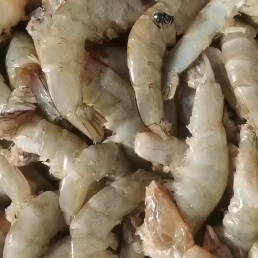 滨州南美白活虾大虾无冰衣无泡发速冻鲜虾仁电商团购一件代发